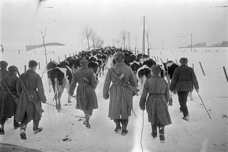 Cattle requisitioning in Warmia for the Red Army, Source: Museum of the Second World War in Gdańsk